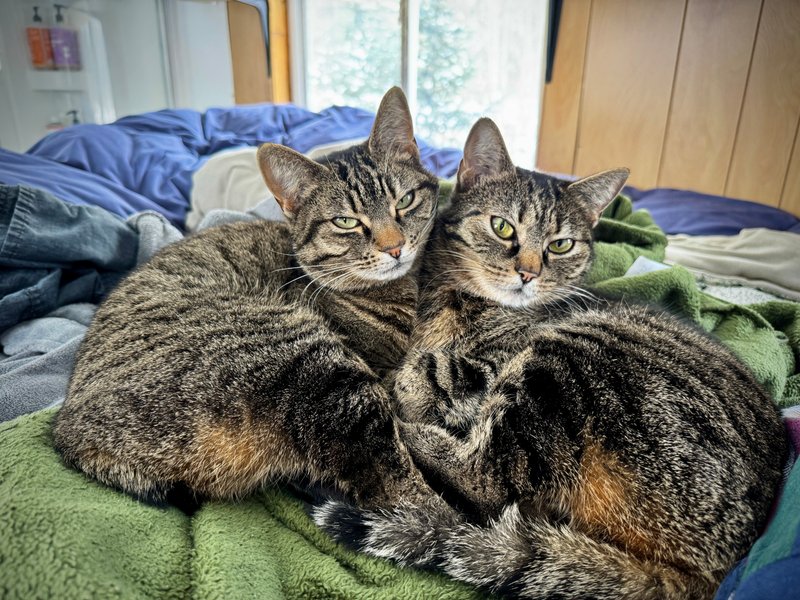 Lupe’s Story: Honoring Her Life and the Cats Who Came Before