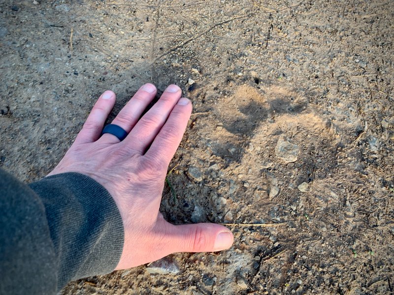 Bear Tracks and Nose Print at Our Campsite