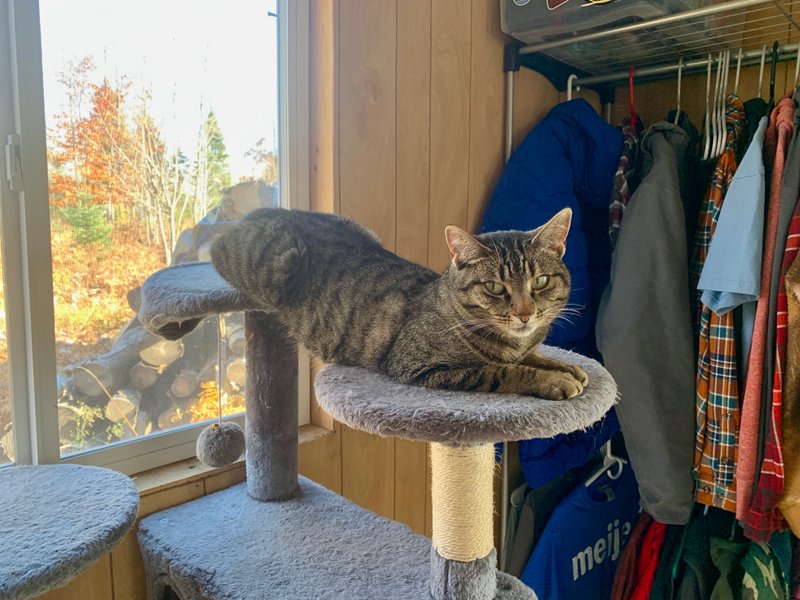 Lupe’s Story: Honoring Her Life and the Cats Who Came Before