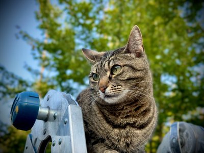 Lupe’s Story: Honoring Her Life and the Cats Who Came Before