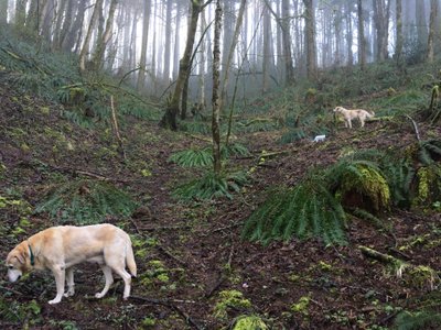 Two Homesteads | Lessons From Cascade Rainforest to the U.P.’s Banana Belt