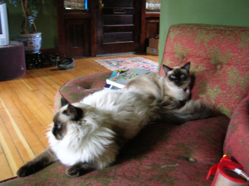 Lupe’s Story: Honoring Her Life and the Cats Who Came Before