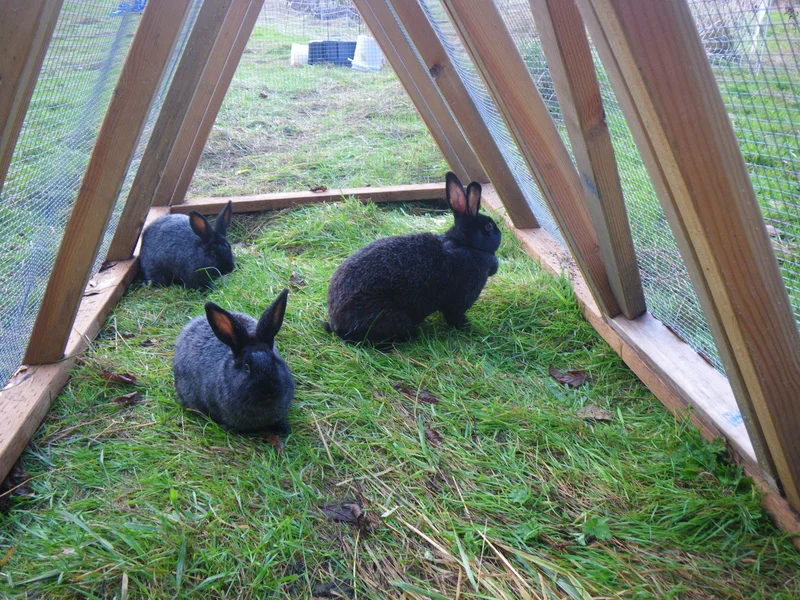 Rabbits Are the Foundation for Raising Animals Again