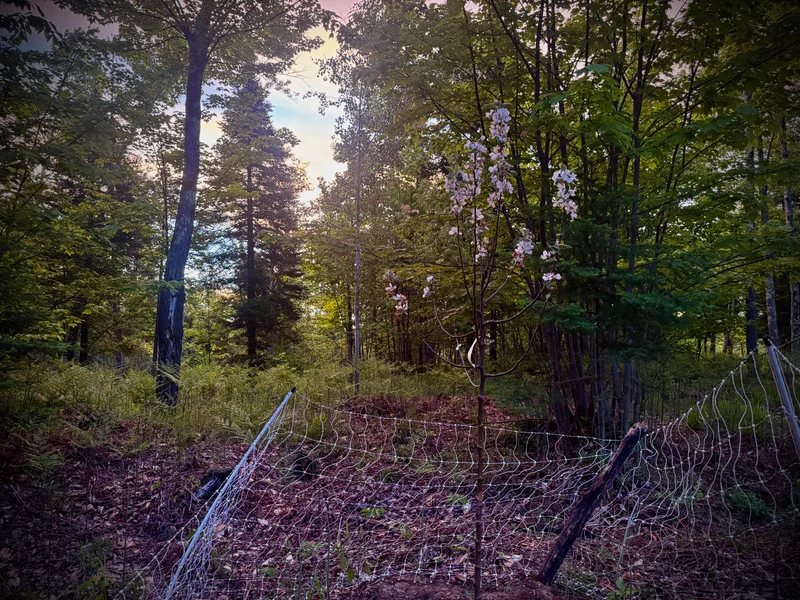 First Trees Make the Place Feel Like Home