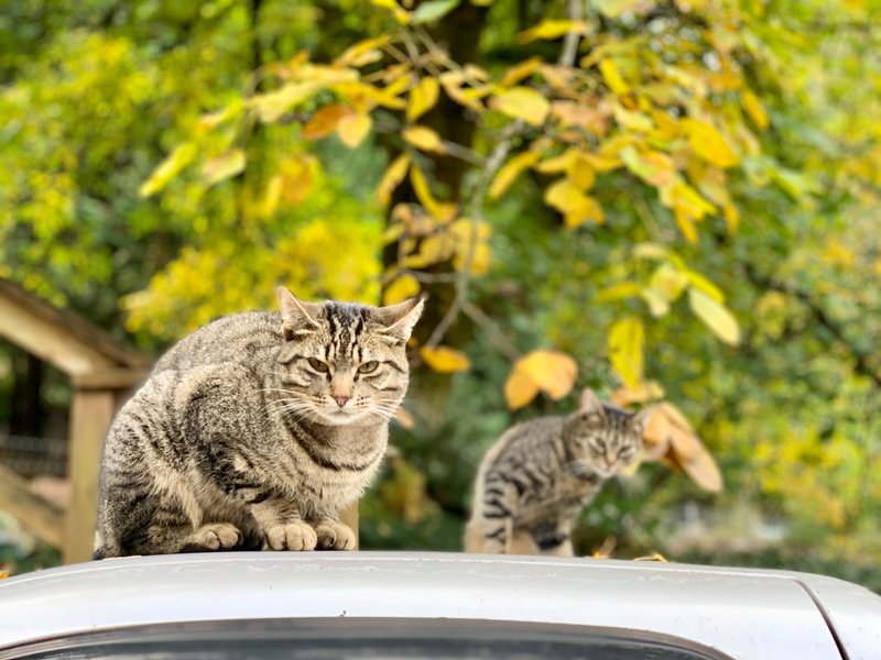 Lupe’s Story: Honoring Her Life and the Cats Who Came Before
