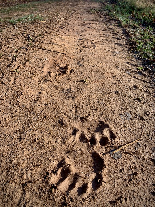 Bear Tracks and Nose Print at Our Campsite